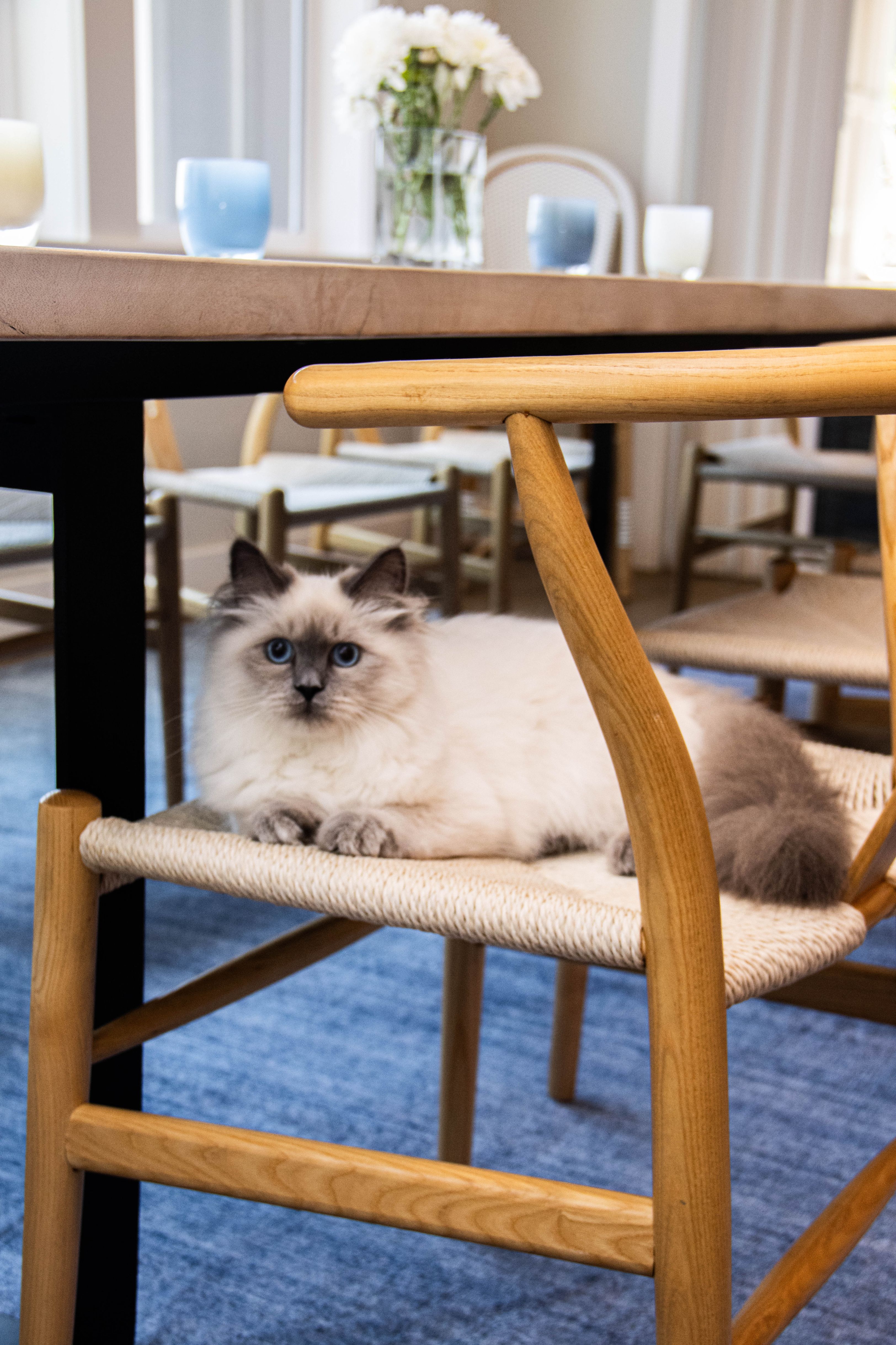 House Cleaning With Pets: The Complete Guide for Dog and Cat Owners
